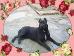 CANE CORSO - Cane Corso