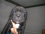 CANE CORSO - Cane Corso