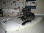 BOSS cane corso - Cane Corso