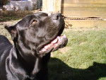cane corso - Cane Corso Femelle