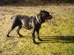 cane corso - Cane Corso