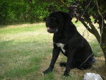 cane corso cerbere - Cane Corso