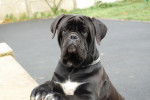 cane corso cerbere - Cane Corso