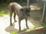 CANE CORSO BIANCA - Cane Corso