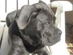 cane corso - Cane Corso