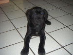era cane corso - Cane Corso