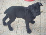 cane corso elvys - Cane Corso