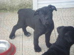 cane corso emy - Cane Corso
