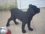 cane corso - Cane Corso