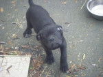 cane corso - Cane Corso