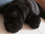 extase cane corso - Cane Corso