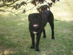 cane corso cerbere - Cane Corso