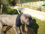 extra cane corso - Cane Corso