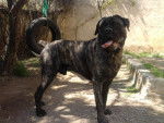 cane corso diégo - Cane Corso