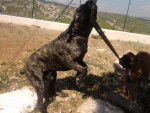 cane corso diégo - Cane Corso