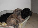 Fyson et Doxy - Cane Corso - Cane Corso