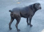 borka cane corso - Cane Corso