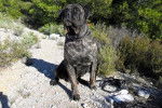 CANE CORSO DIEGO - Cane Corso