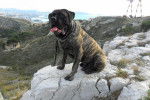 CANE CORSO DIEGO - Cane Corso