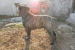 CANE CORSO DIEGO - Cane Corso