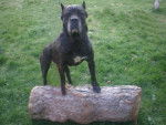 Saba Cane Corso - Cane Corso