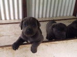 AV - Cane Corso (2 mois)