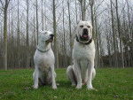 Leo et paloma - Cane Corso