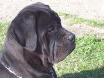 Uty - Cane Corso (7 mois)