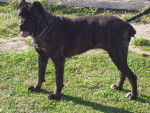 Szena - Cane Corso (7 mois)