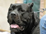 Photo Cane Corso