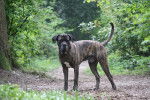 Un Cane Corso sur un sentier sylvestre