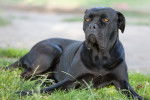 Photo Cane Corso