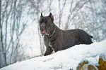 Photo Cane Corso