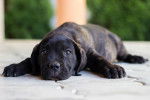Photo Cane Corso