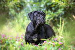 Photo Cane Corso