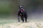 Photo Cane Corso