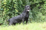 Photo Cane Corso
