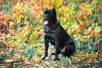 Photo Cane Corso