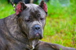 Photo Cane Corso