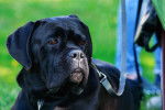 Photo Cane Corso