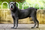 Photo Cane Corso