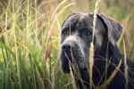 Photo Cane Corso