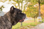Photo Cane Corso