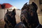 Photo Cane Corso