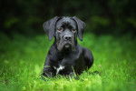Un Cane Corso assis dans l'herbe