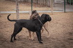 Deux Cane Corso, en extérieur, proches l'un de l'autre
