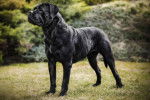 Un Cane Corso sur un terrain herbeux 