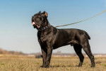 Un Cane Corso sur une surface herbacée et qui est tenu en laisse 