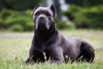 Photo Cane Corso Femelle