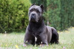 Photo Cane Corso Femelle
